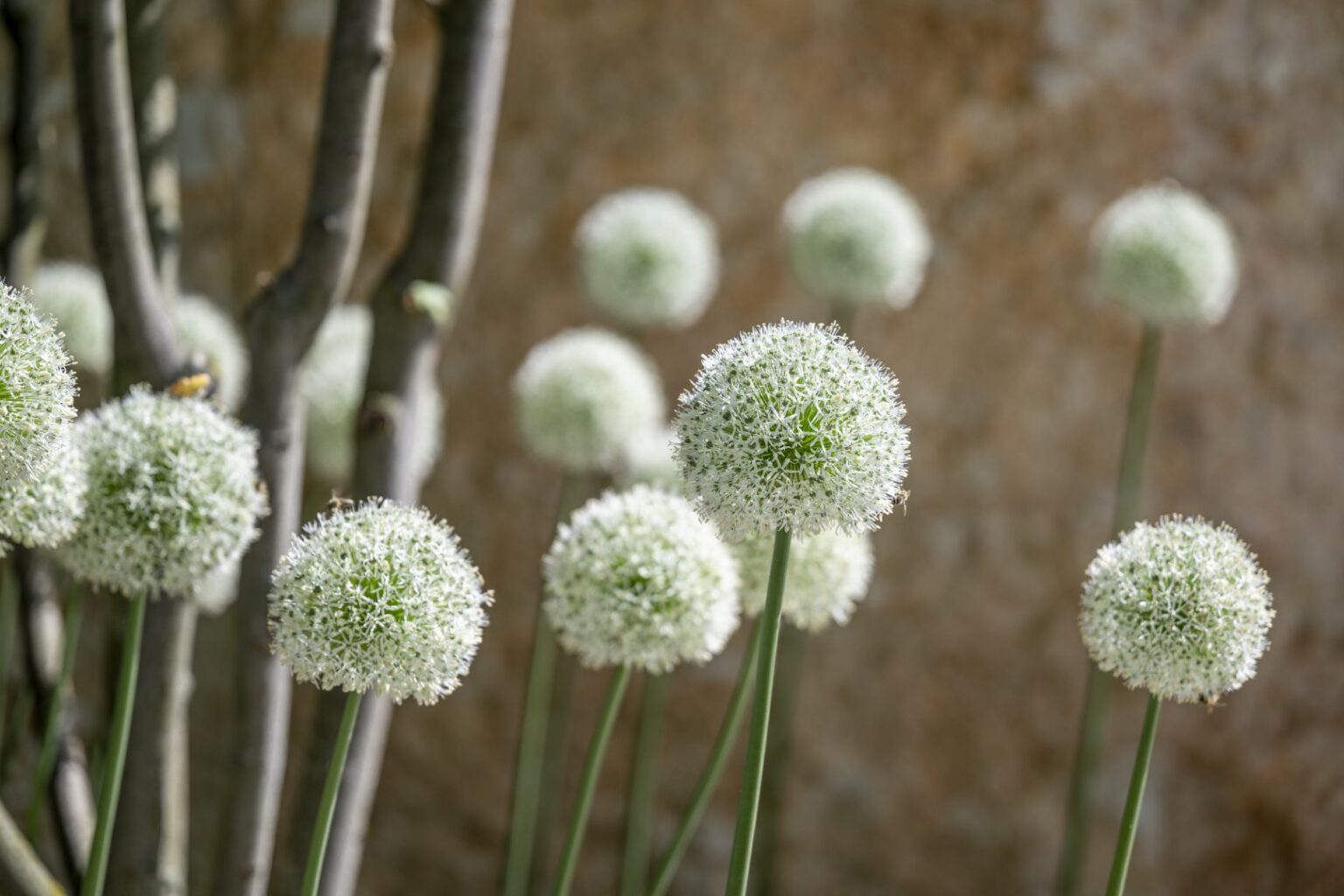 Garten 2_Sauter (56) (Groß)